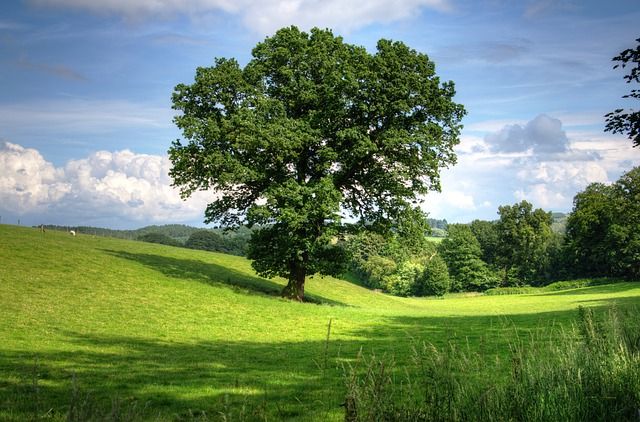 Baum in Landschaft